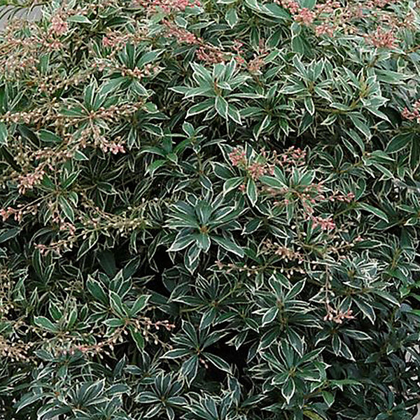 2 x Andromède du Japon 'Little Heath' - Pieris japonica 'Little Heath'- 20-30 cm pot
