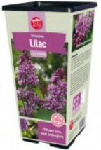 Bulbs Are Easy, Dwarf Lilac Bulbs, Ready to Plant for your Home Garden