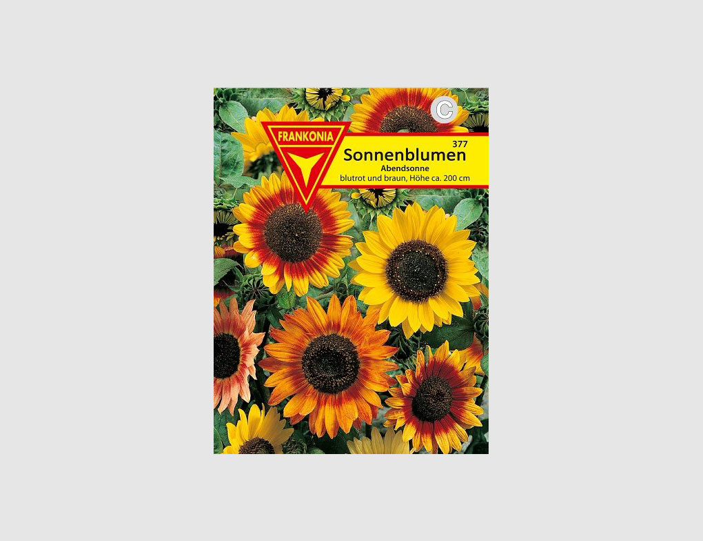 Sonnenblumen Abendsonne Rot