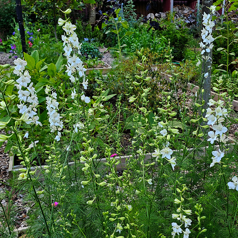 Romersk riddarsporre 'White King'