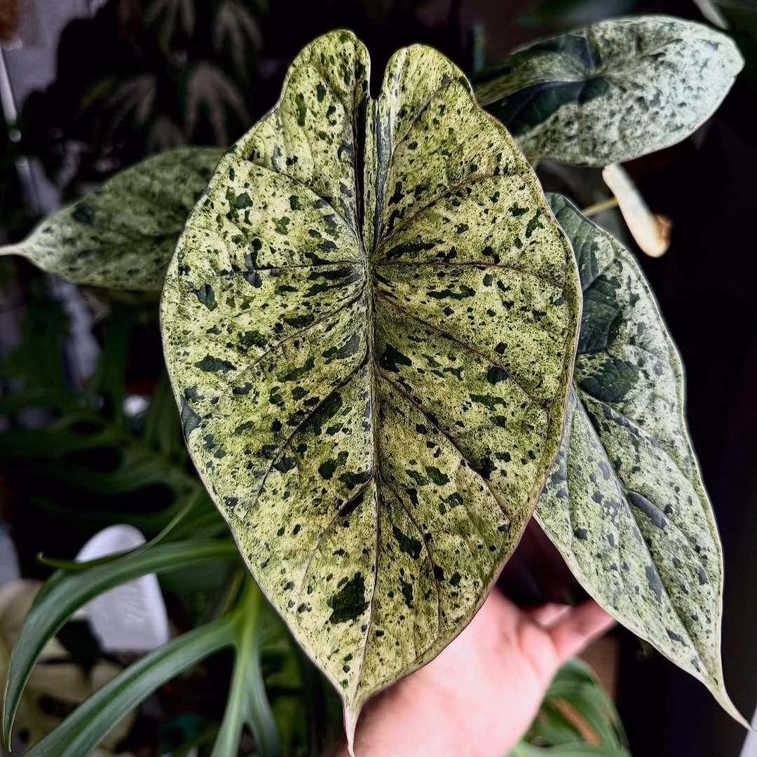 Alocasia Dragon Scale Mint