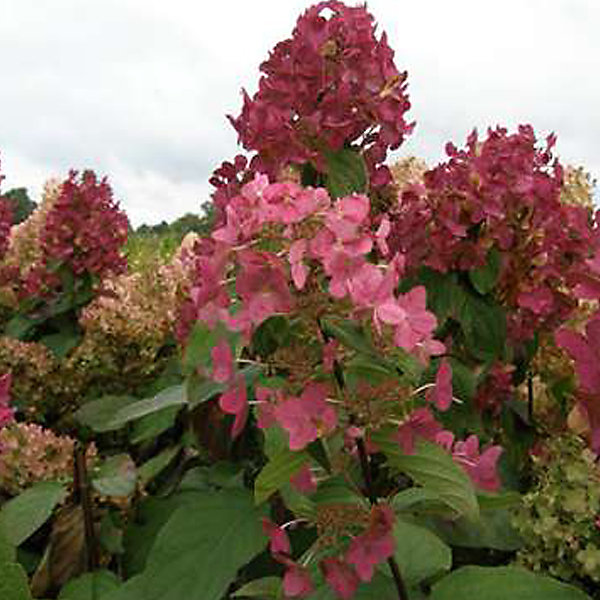 2 x Hortensia paniculé 'Mega Mindy' - Hydrangea paniculata 'Mega Mindy'- 40-50 cm pot
