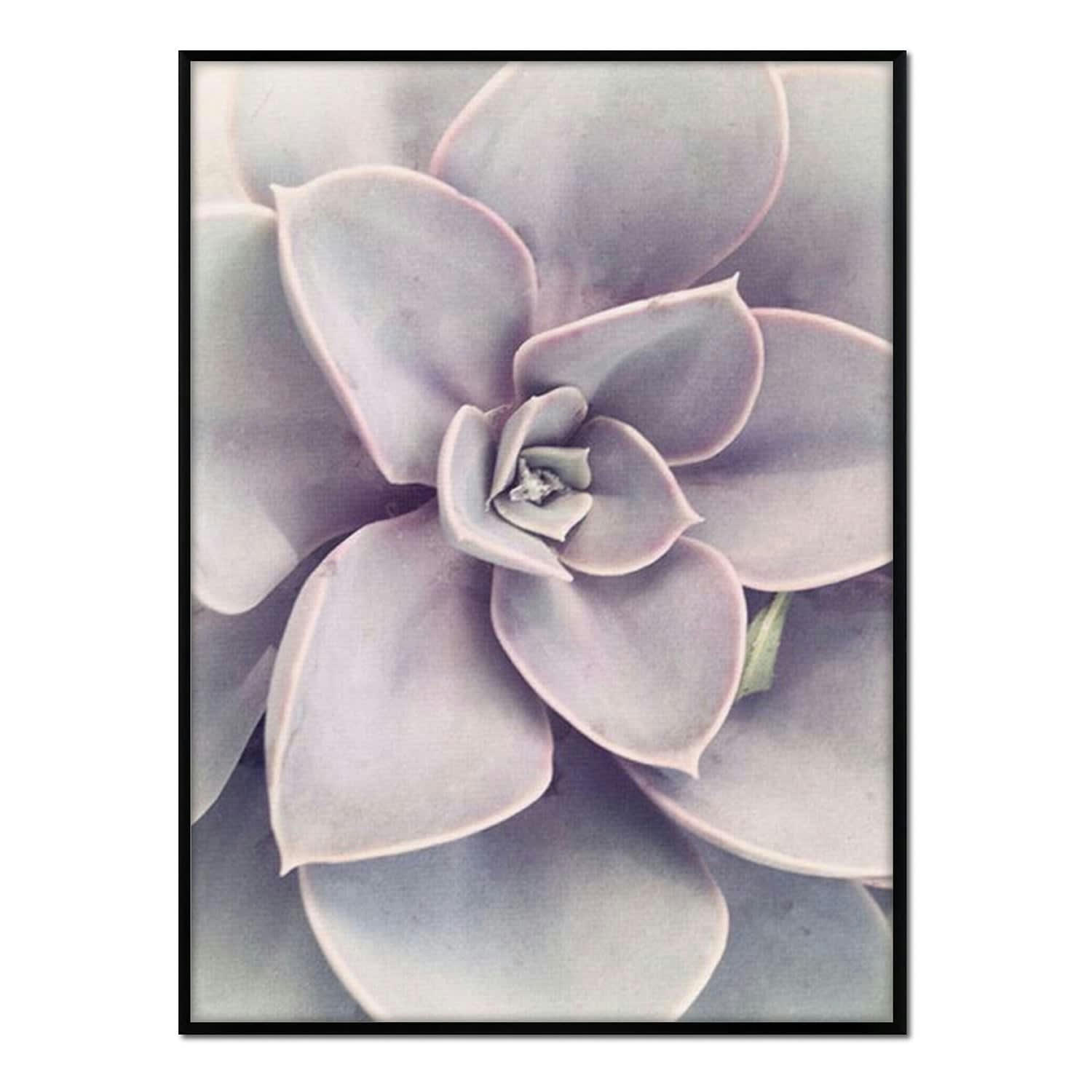 FLORES - Affiche avec cadre noir - Echeveria - 50x70