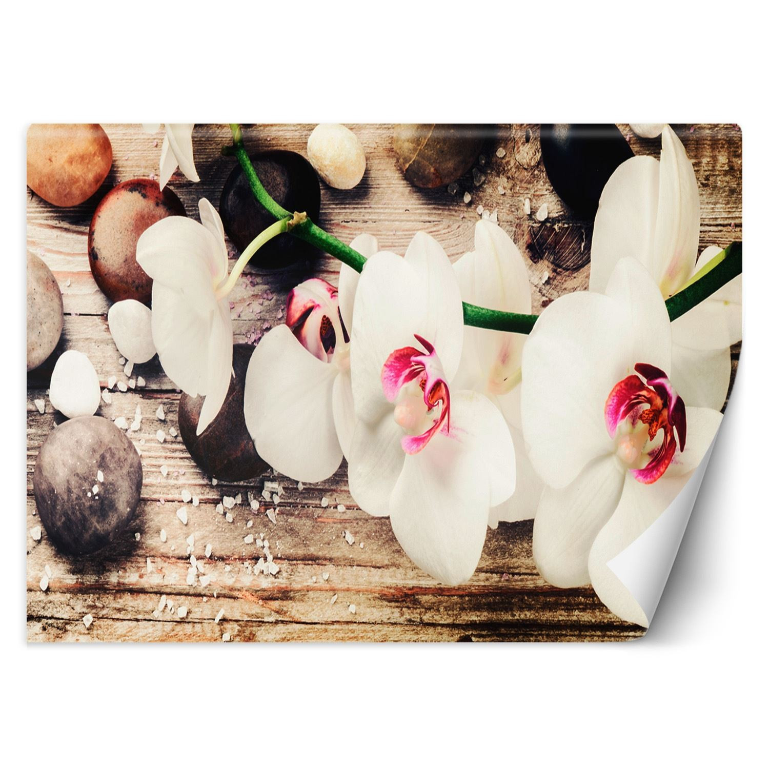 Feeby Fototapeta, Orchidea zen feng shui 150x105