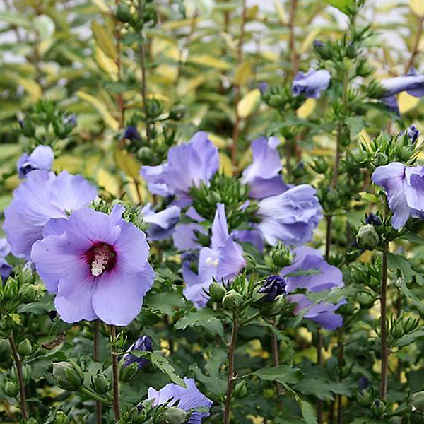 2 x Mauve en arbre 'Oiseau Bleu' - Hibiscus syriacus 'Oiseau Bleu'- 40-60 cm pot