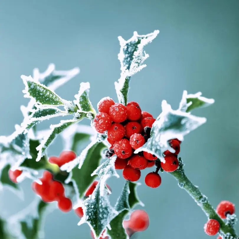 Serviette 20er-Set Frosty holly