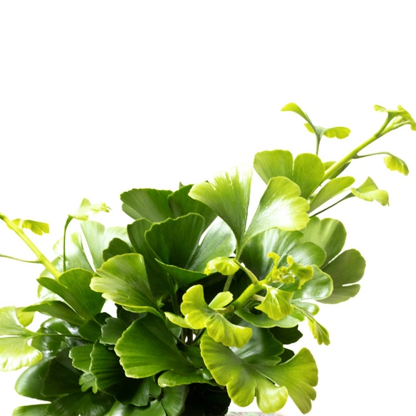 Zwerg-Gingko Biloba Gingko »Mariken«