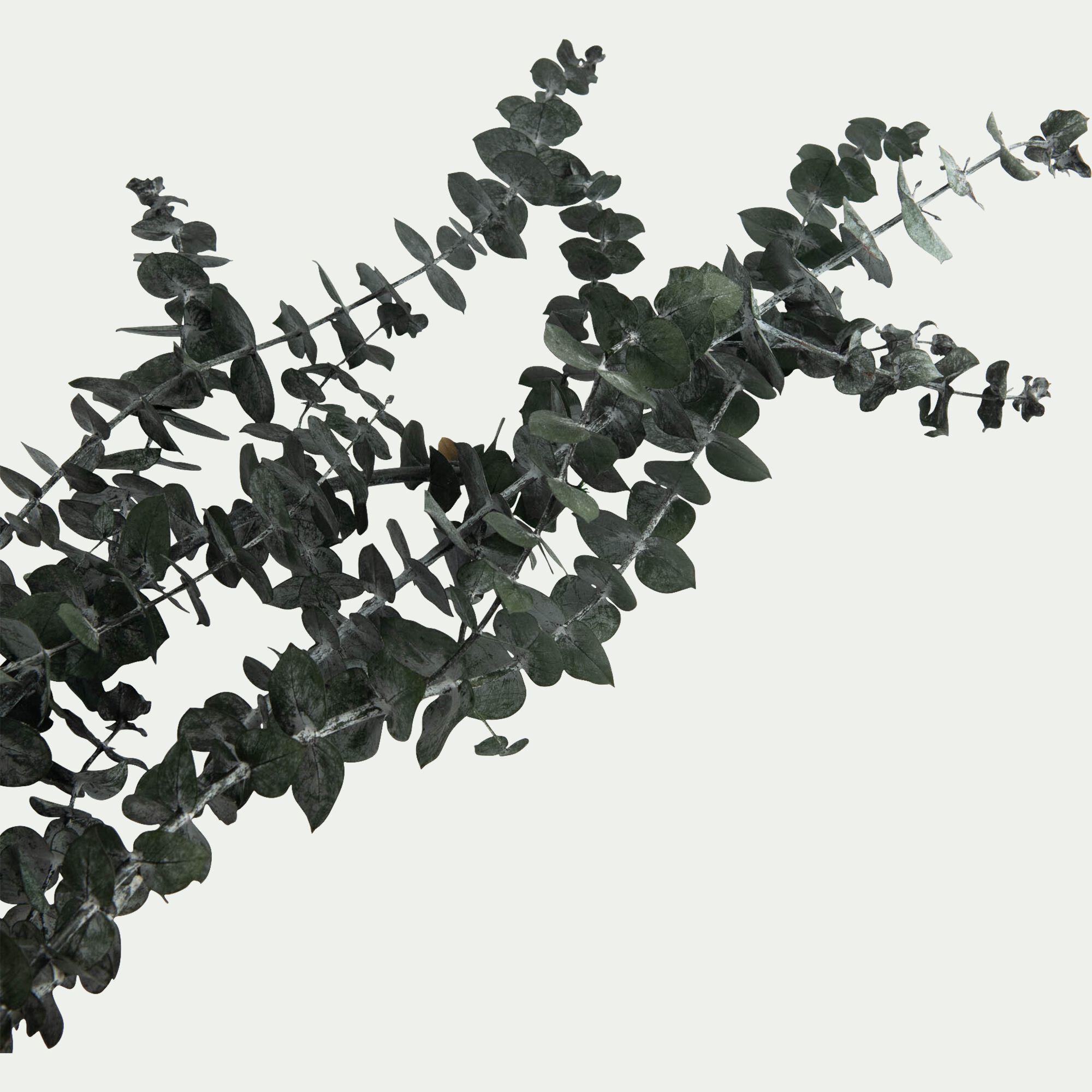 FLORALIE - Botte d'eucalyptus préservée 55cm - vert