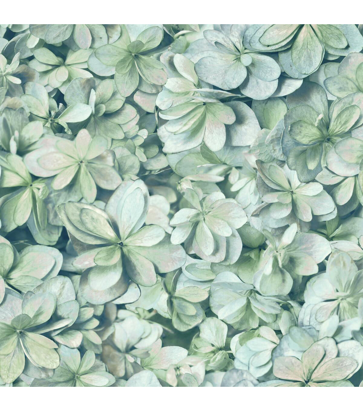 RoomMates Wallpaper Hydrangea