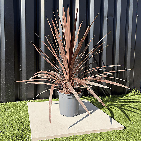 Cordyline Australis Red Star Hauteur 70 Cm Pot 3,5 Litres