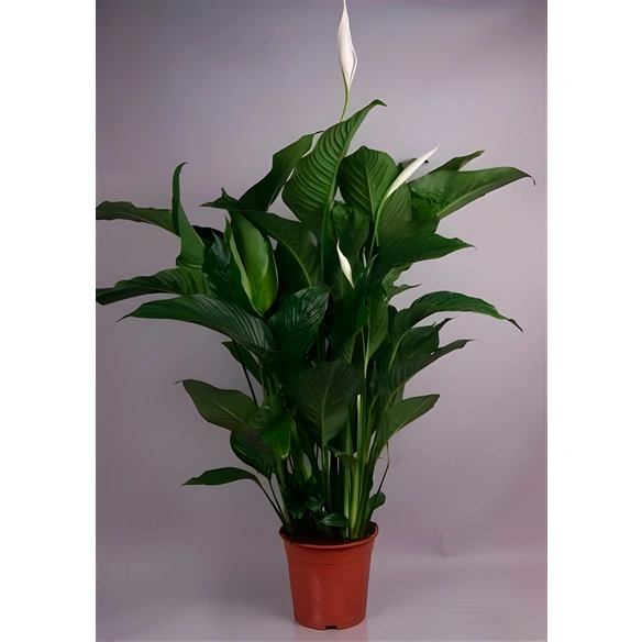 Einblatt, Spathiphyllum wallisii, Blütenfarbe: weiß