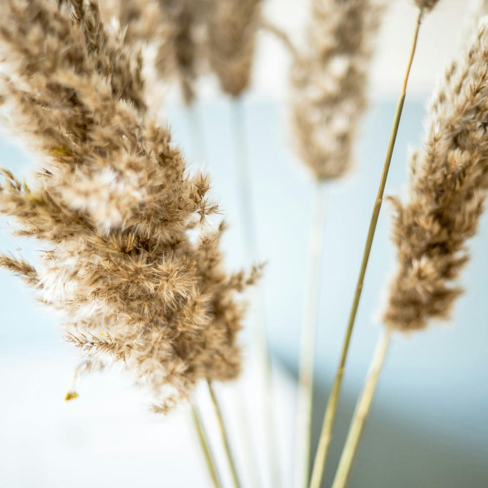 PLUMEAU - Botte de fleurs séchées plumeau de Provence x10