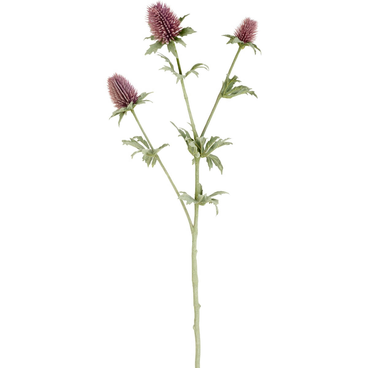 - Tige de chardon H78