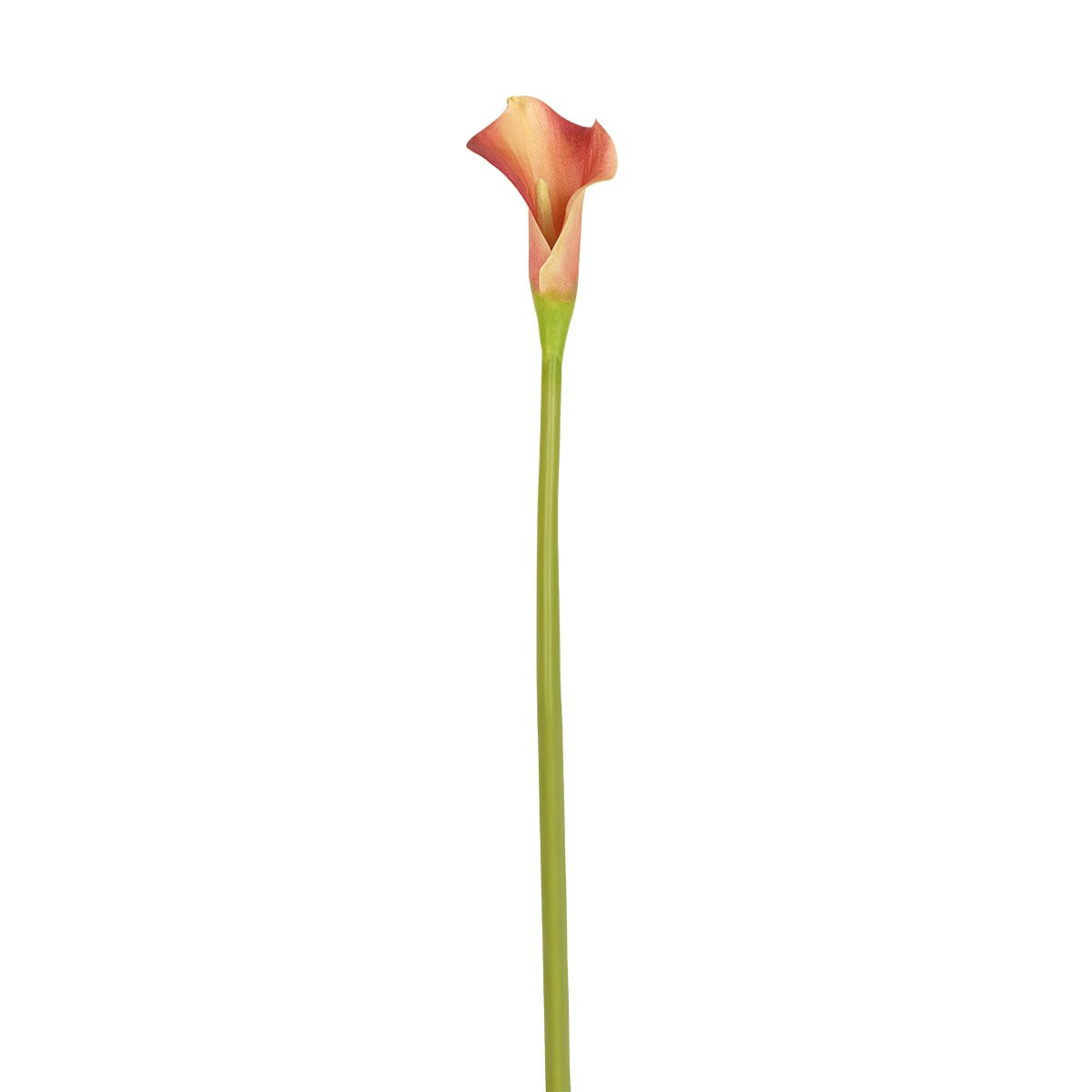 CALLA - Arum Calla H52cm