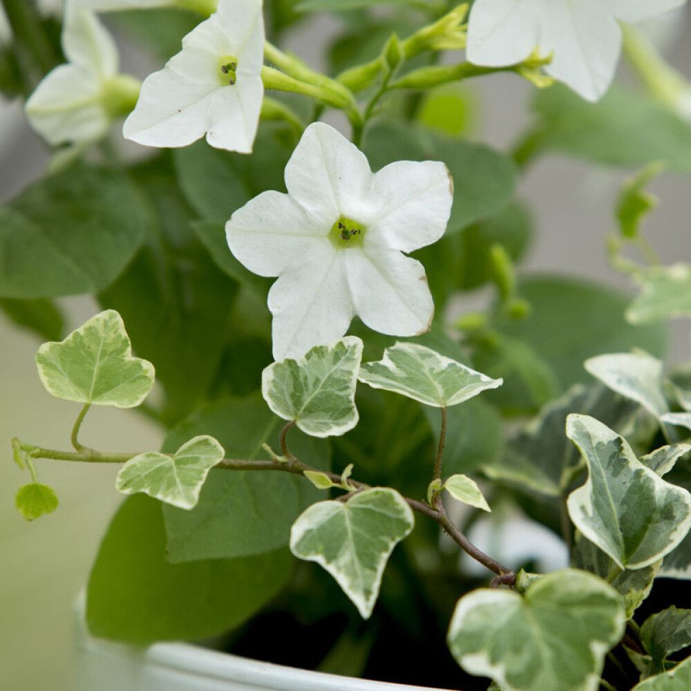 KRUKKEJORD HASSELFORS GARDEN U-JORD 50L