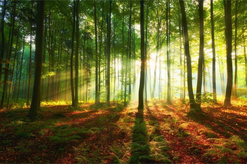 Fototapeta Krajobraz LAS Słońce Drzewa 3D 90x60cm
