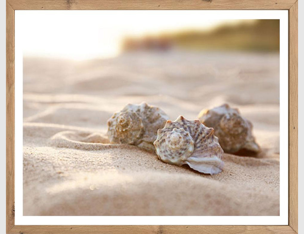 Bild Muscheln im Sand