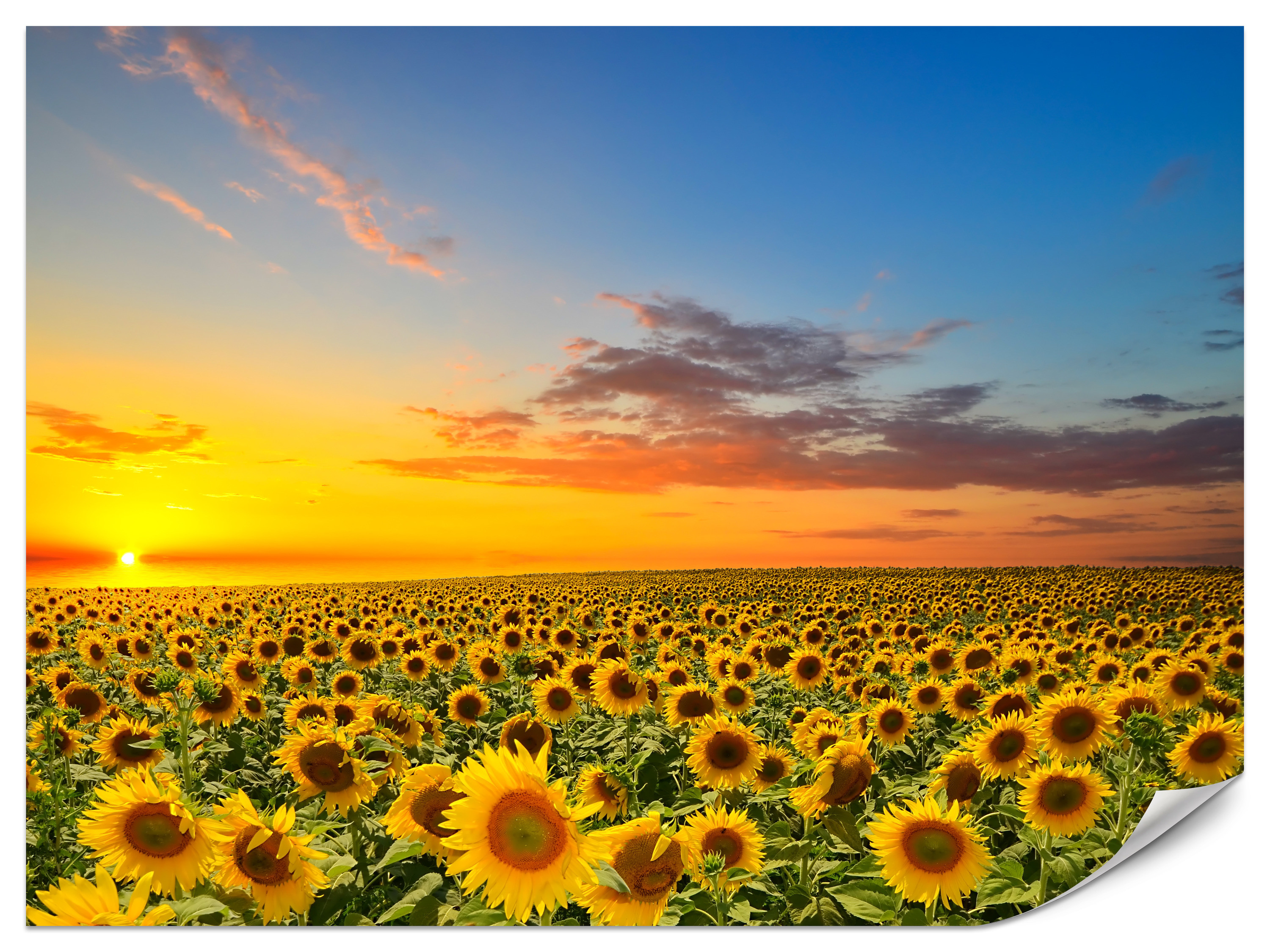 Fototapeta Zachód słońca nad polem słoneczników 3D 100x70cm
