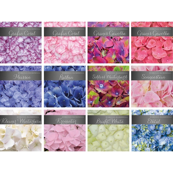 Bauernhortensie Hydrangea macrophylla, Blüten: bunt