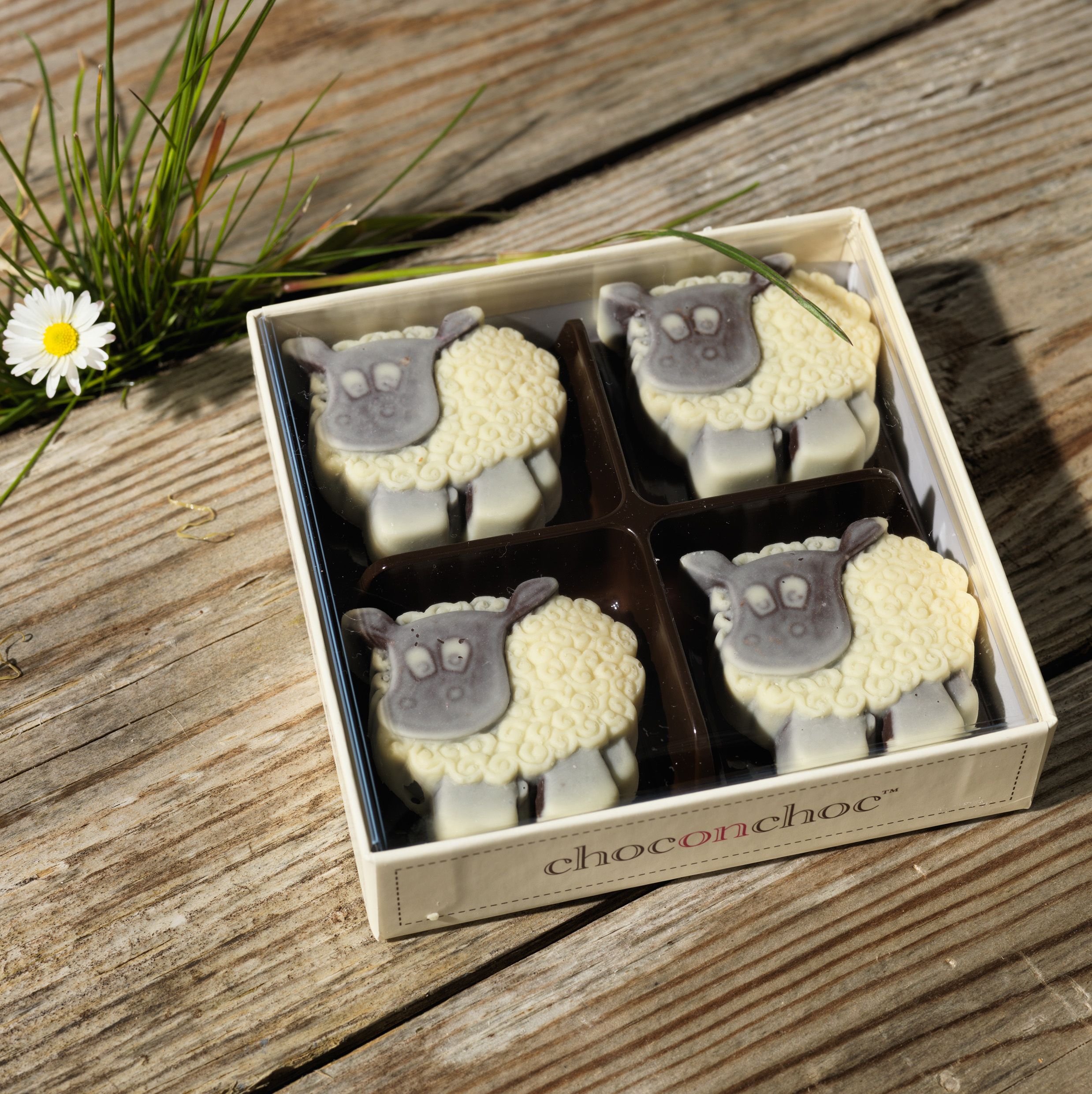 CHOC ON CHOC Chocolate Sheep
