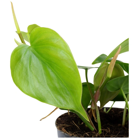 Baumfreund, Philodendron scandens, im Kunststoff-Kulturtopf