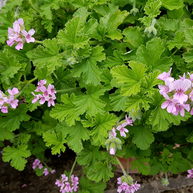 Doftpelargon 'Attar of Roses'