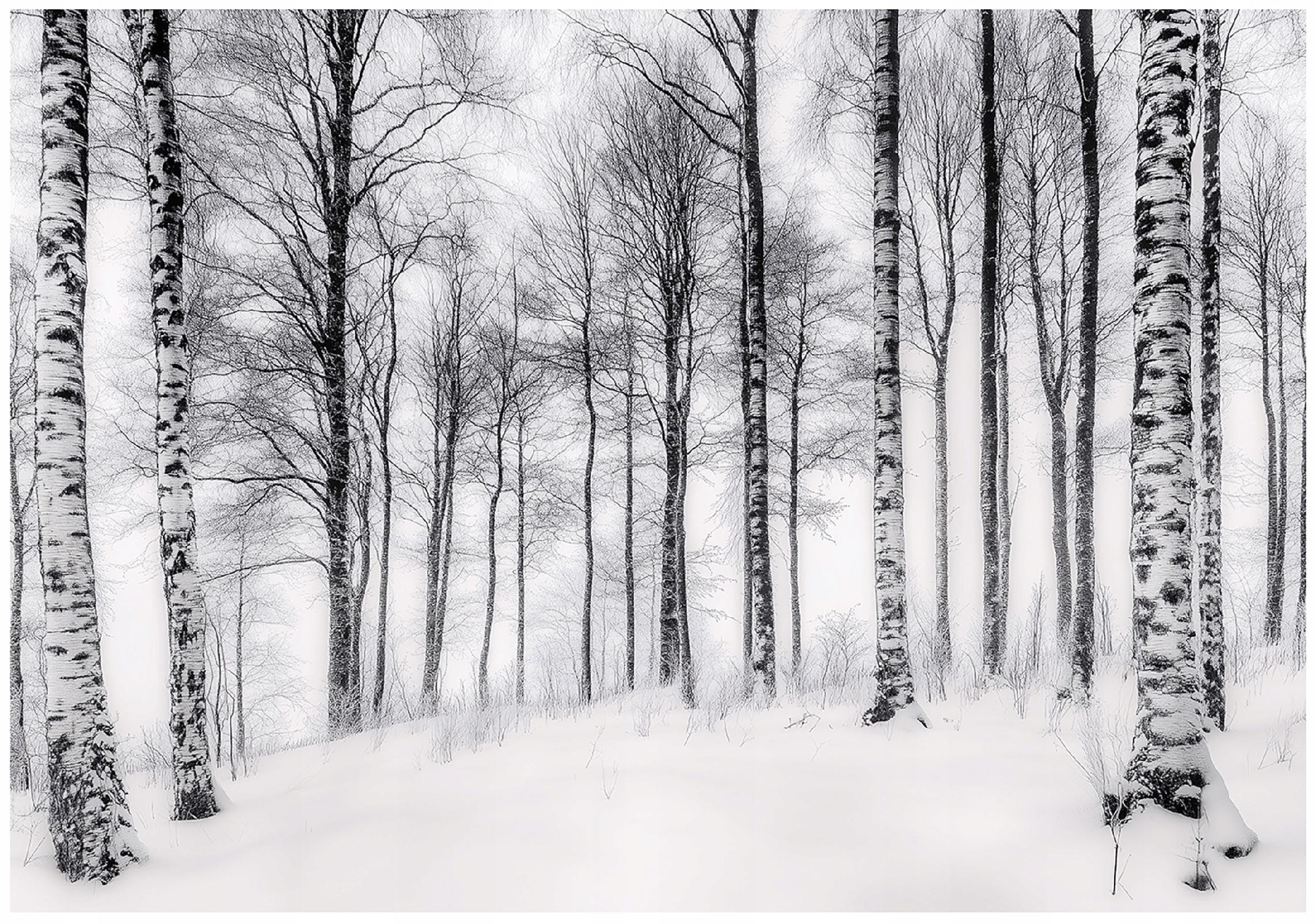 Fototapeta 3D Las Brzozowy Drzewa Natura Na Ścianę Sypialnia Salon 250X175