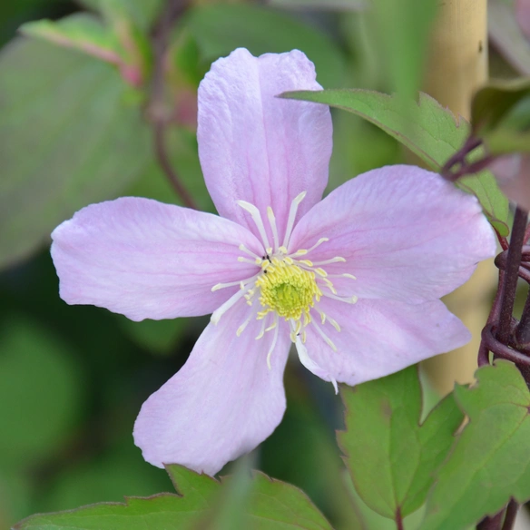 Bergwaldrebe, Clematis montana »Mayleen«, Blüte: rosa