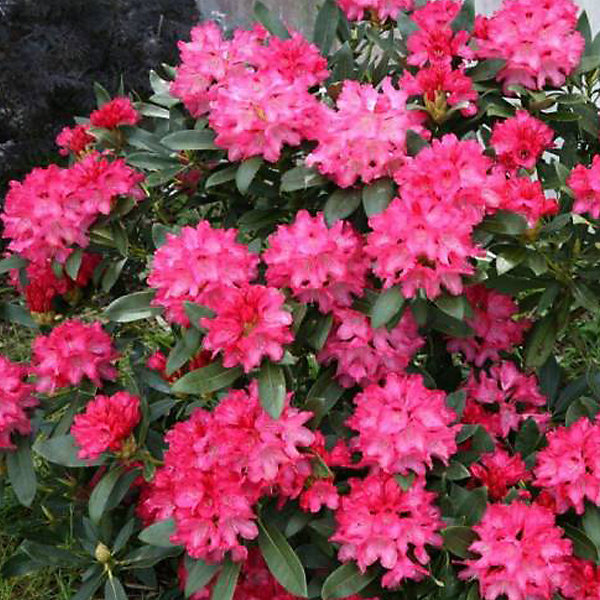 2 x Rhododendron 'Sneezy' - 25-30 cm pot