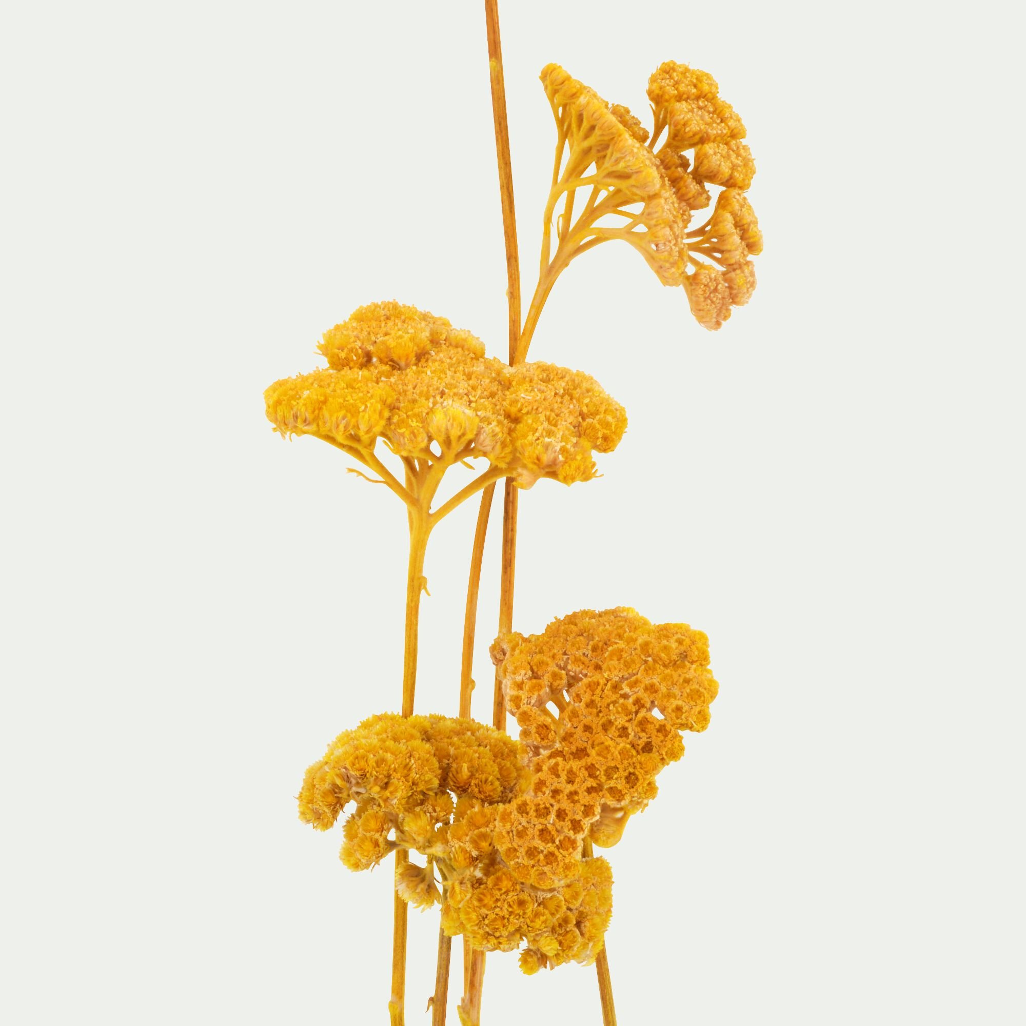 ACHILIAS - -*-AC-ACHILIAS ACHILEE SAUVAGE JAUNE H45X11X7 CM