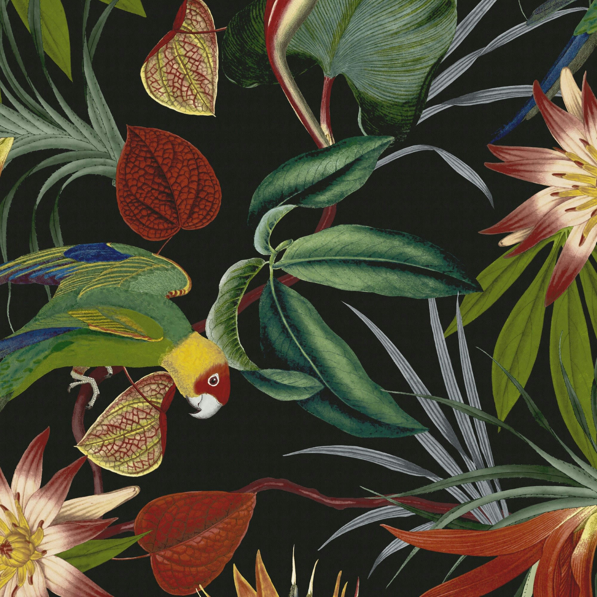 - Papier peint intissé perroquet noir 1005x52cm