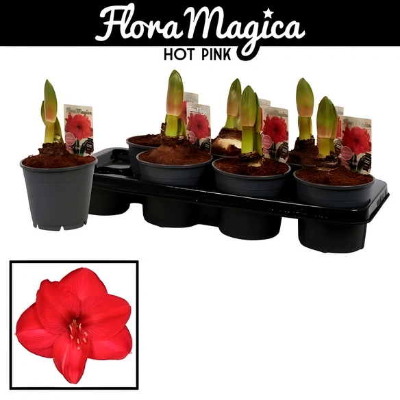 Ritterstern, Amaryllis Hybriden, Blütenfarbe: pink