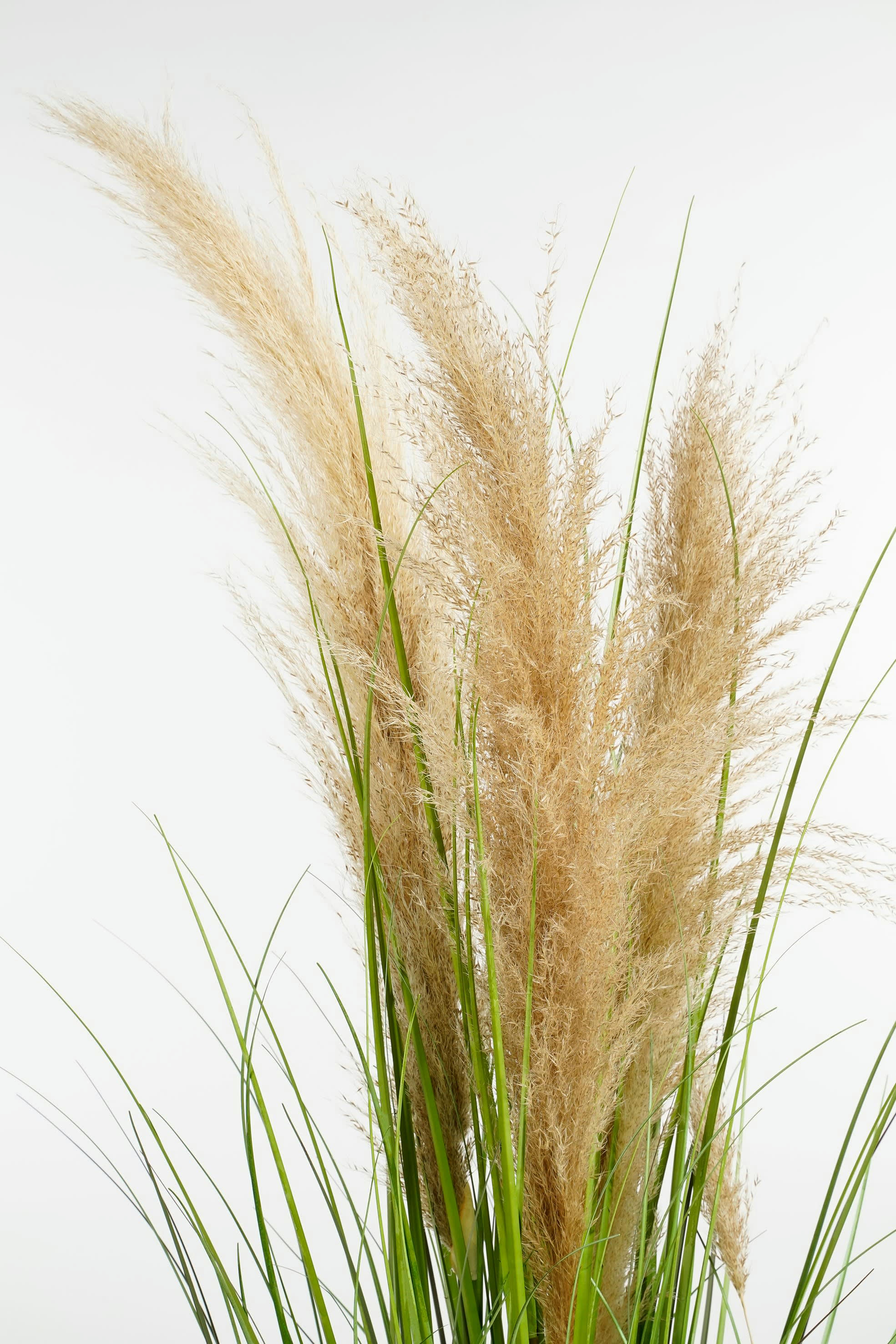 - Herbe de la pampa artificielle vert H120