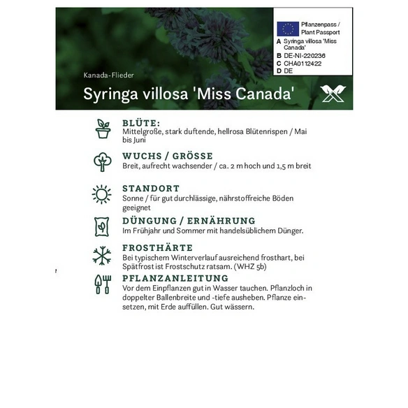 Kanada-Flieder, Syringa prestoniae »Miss Canada«, Blätter: dunkelgrün, Blüten: rosa/pink