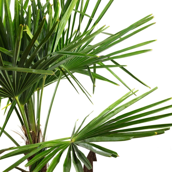 Chinesische Hanfpalme Fortunei Trachycarpus