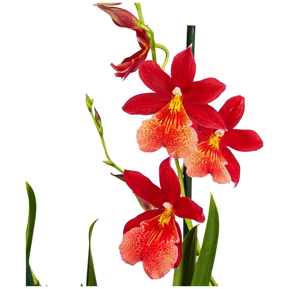 Burrageara, Burrageara Hybride »Nelly Isler«, Blüte: rot, im Topf