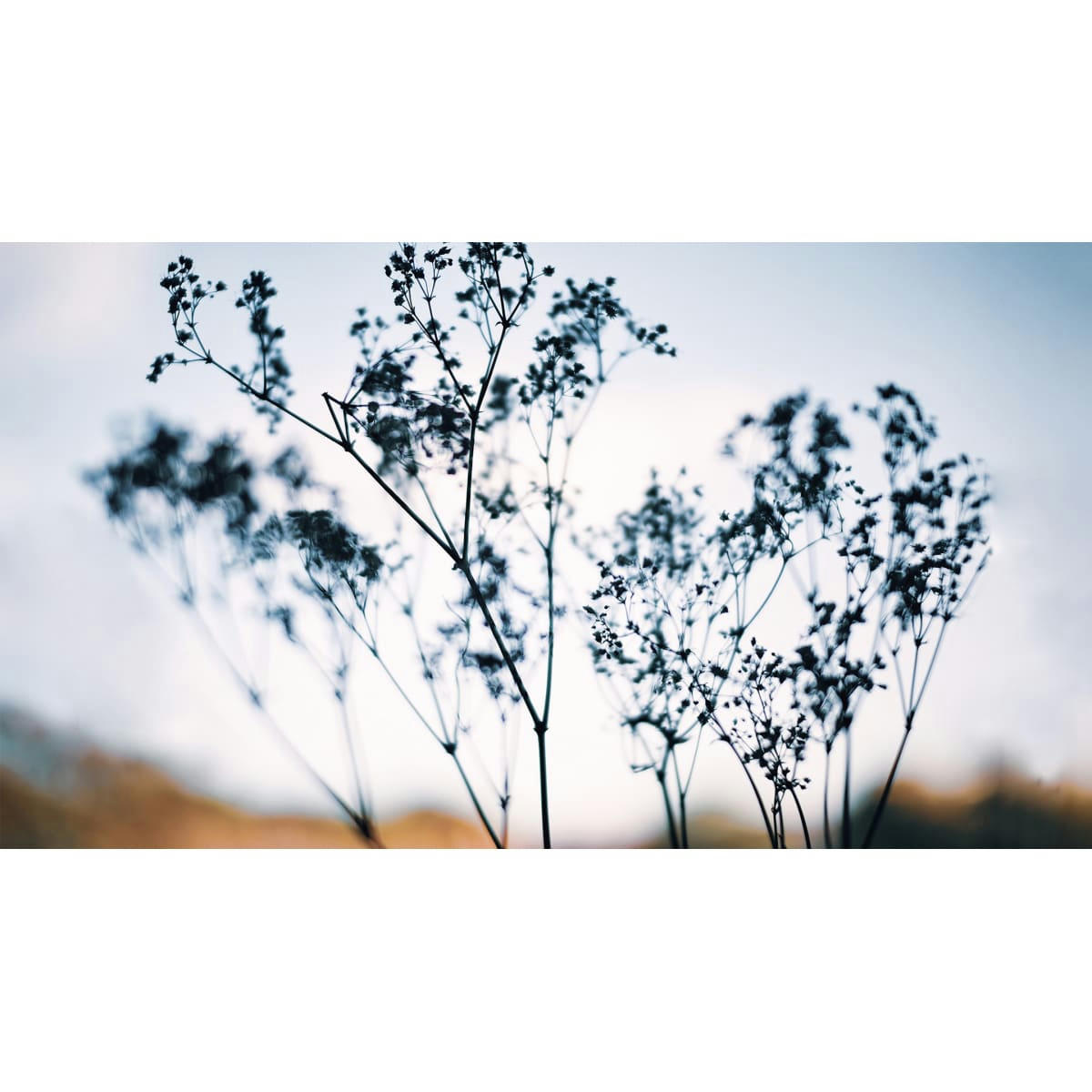 - Papier peint panoramique douceur végétale 150 x 250 cm