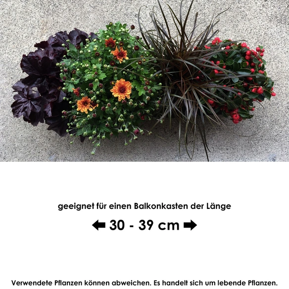 Blumen-Bag Herbst, max. Wuchshöhe: 30 cm, Blüte: bunt