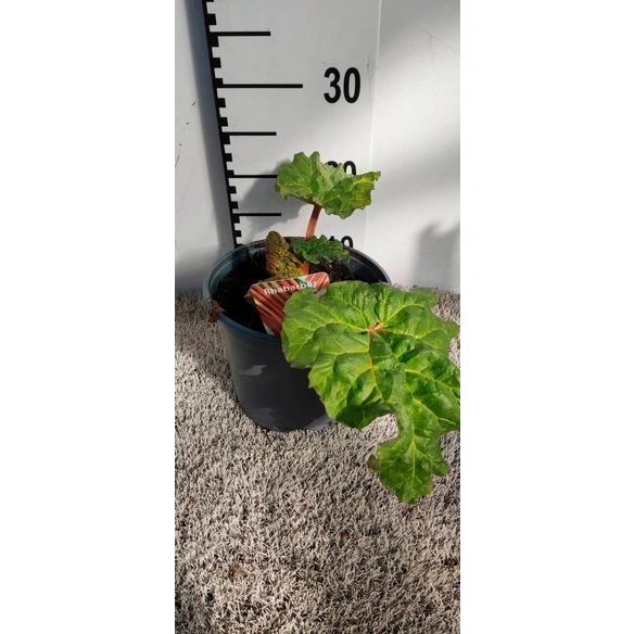 Rhabarber, 19 cm Topf