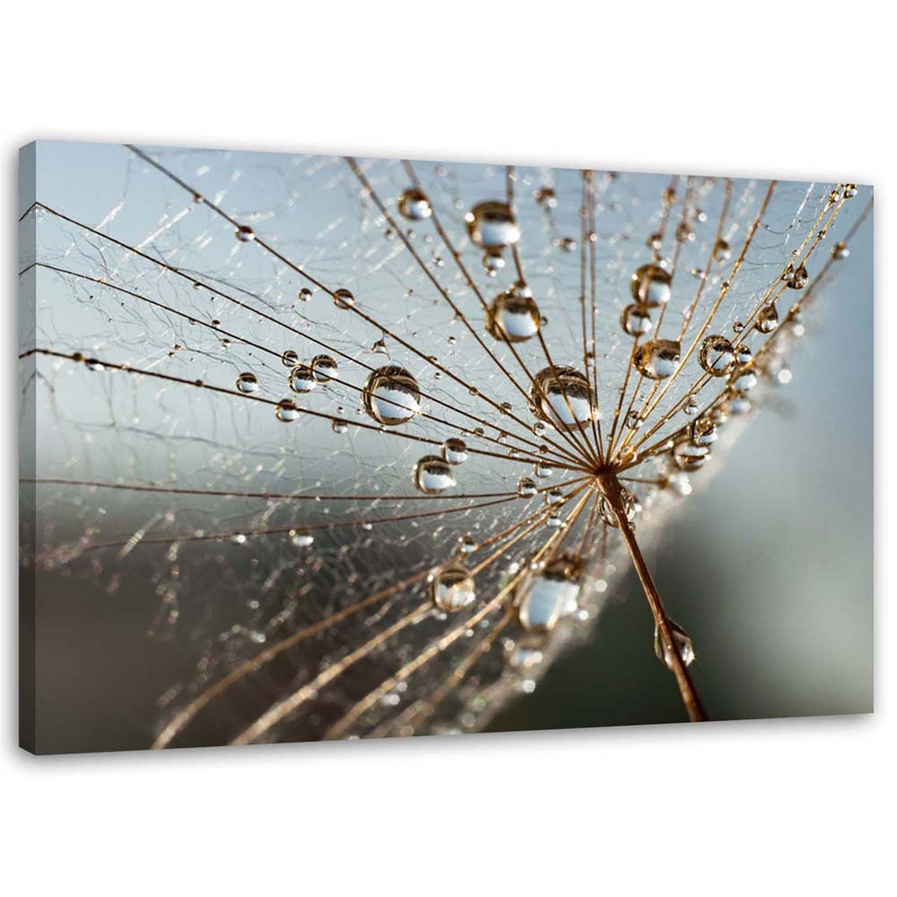 Feeby Obraz na płótnie Dmuchawiec w kroplach rosy 60x40