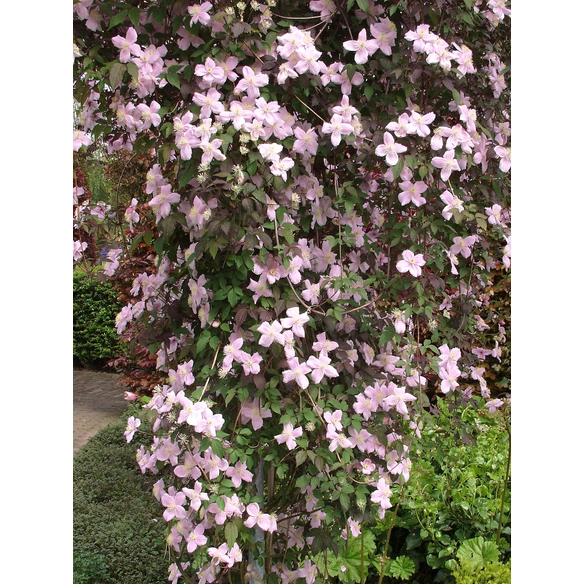 Berg-Waldrebe, Clematis montana »Tetrarose«, pinkviolett, mehrjährig
