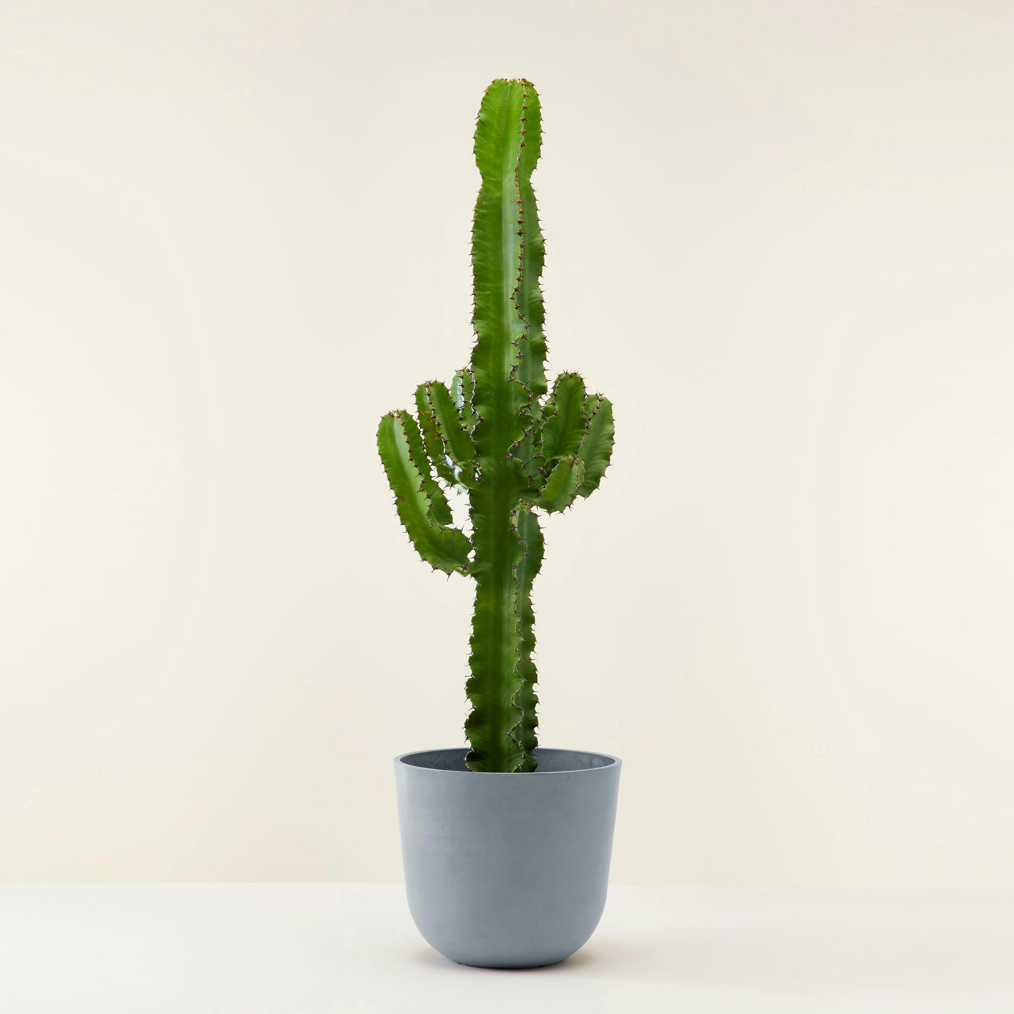 - Plante d'intérieur - Cactus de 80 cm en pot bleu gris