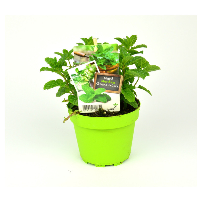 Menthe marocaine en pot