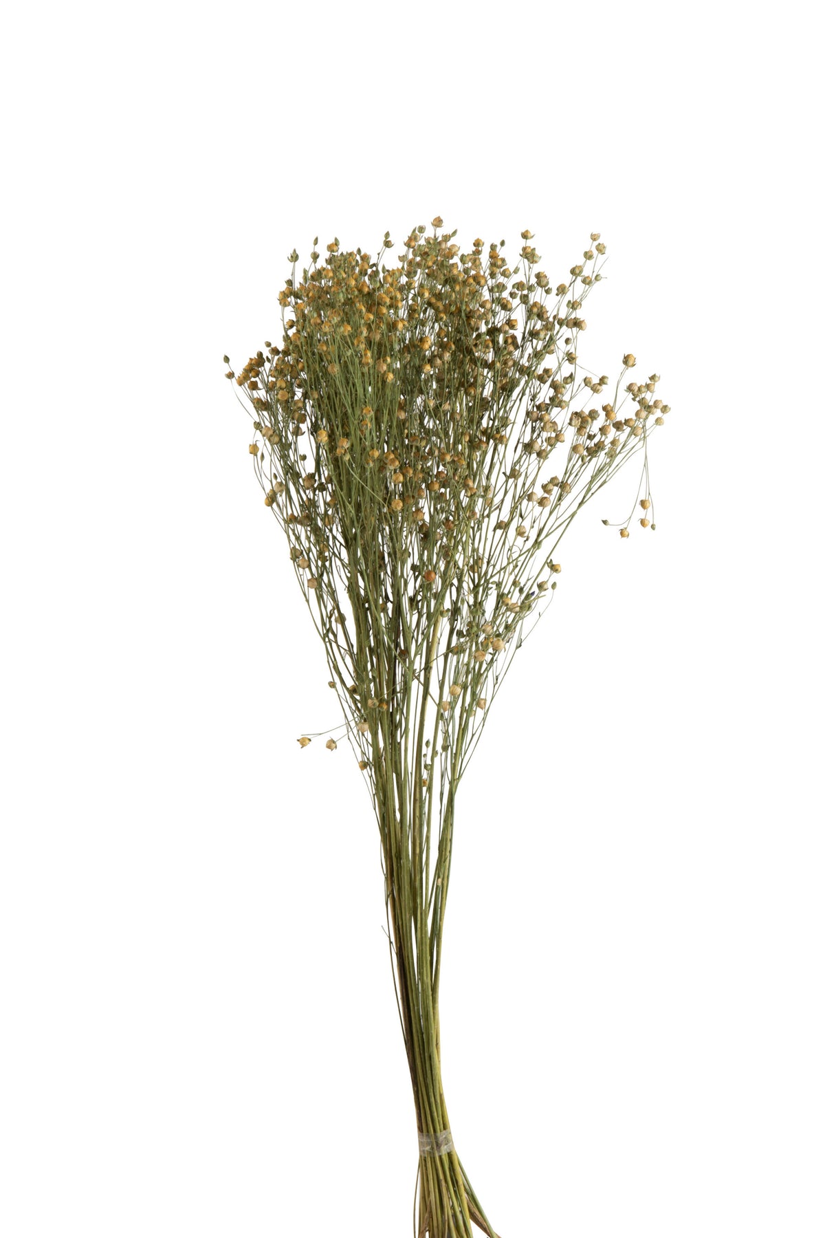 J-Line droogbloemen - Bundel Vlasbloem - gedroogd vlas - geel