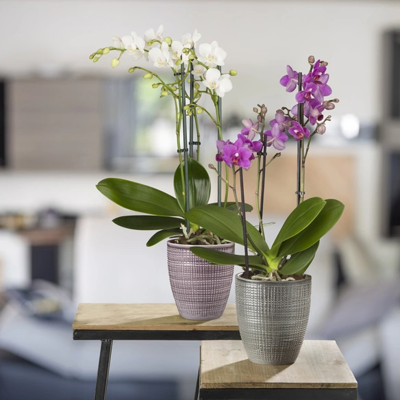 Orchideentopf, Ø: 13,2, Keramik, malvenrosa