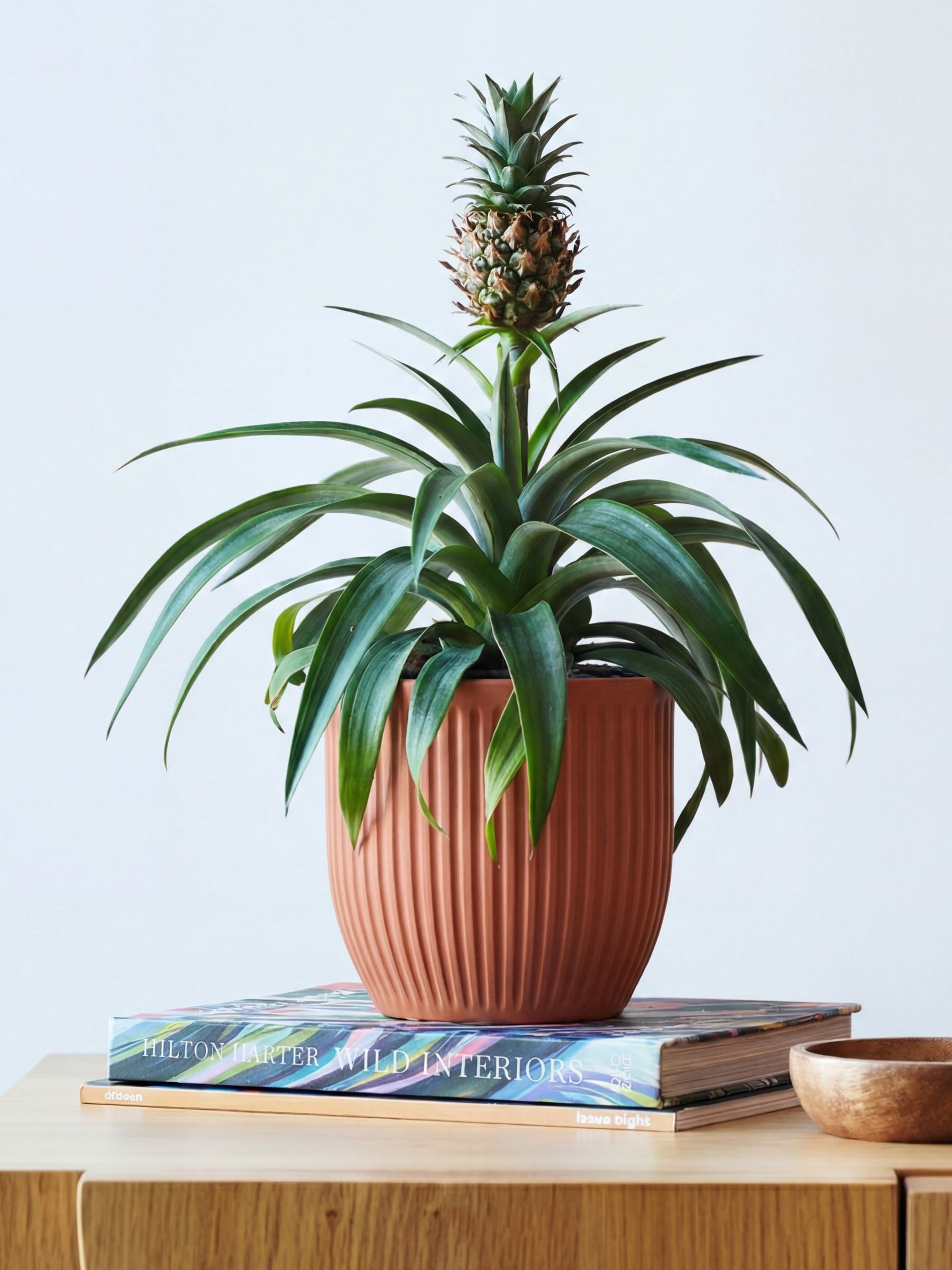Beards & Daisies Pink Real Pineapple Plant in Ribbed Pot
