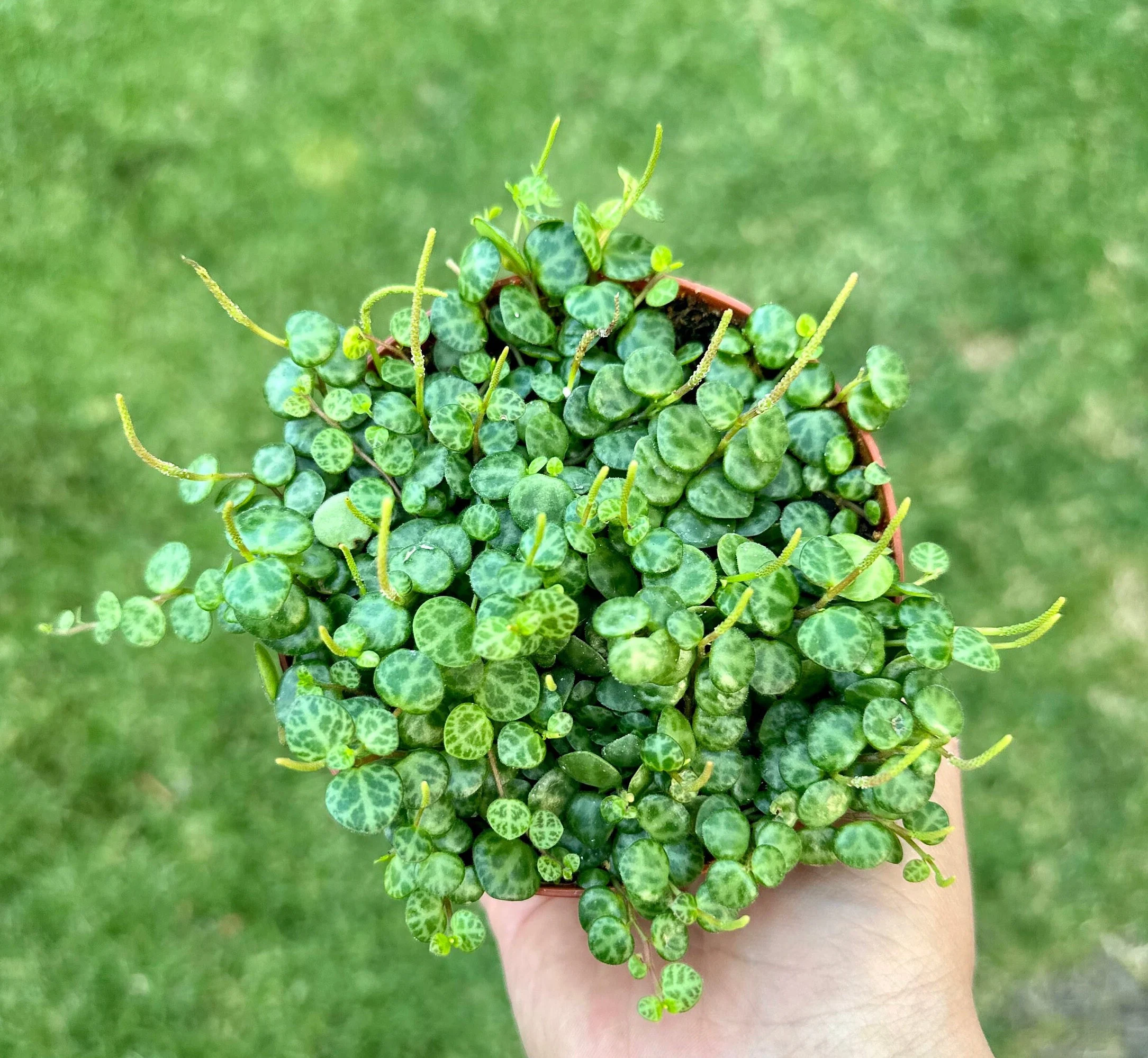 String of Turtles, Trailing Succulent, Hanging Plant, Home Decor Plant in 2.5