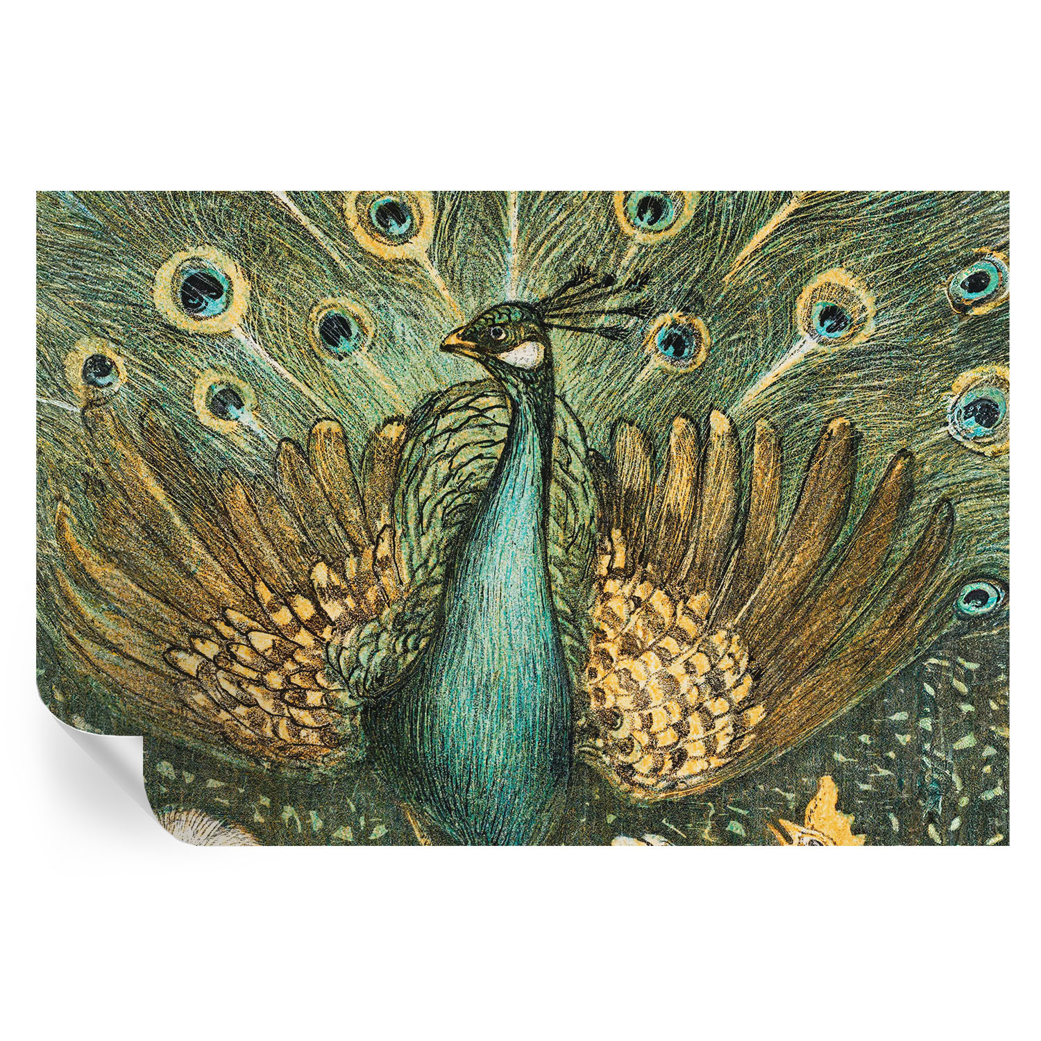 Samoprzylepna tapeta Majestatyczny paw 104x70 Wallfluent