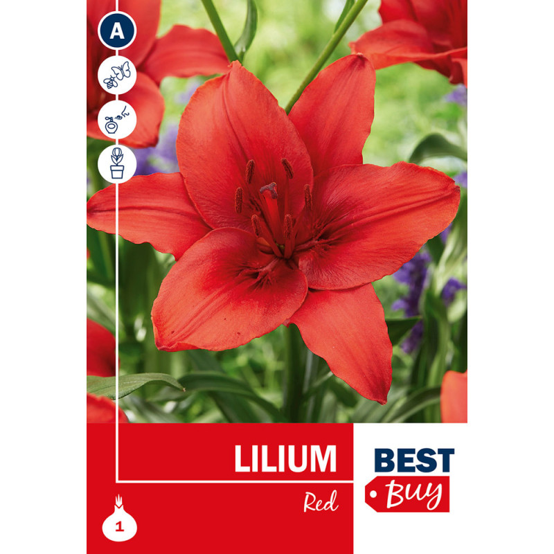 Bulbe de lys Red