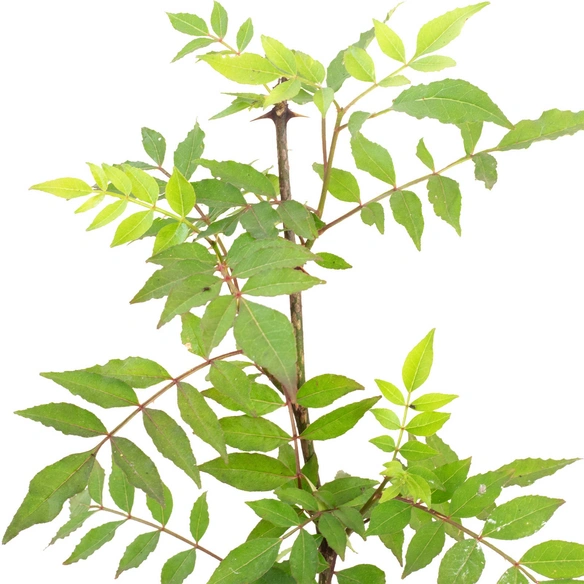 Szechuan Pfeffer, Zanthoxylum Simulans